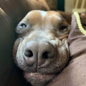 Meet your Posher, Airish